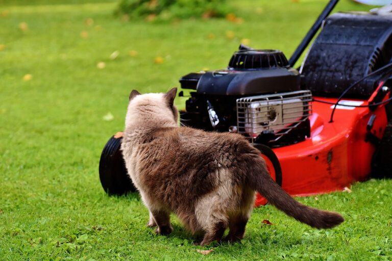 Best Lawnmowers of 2023